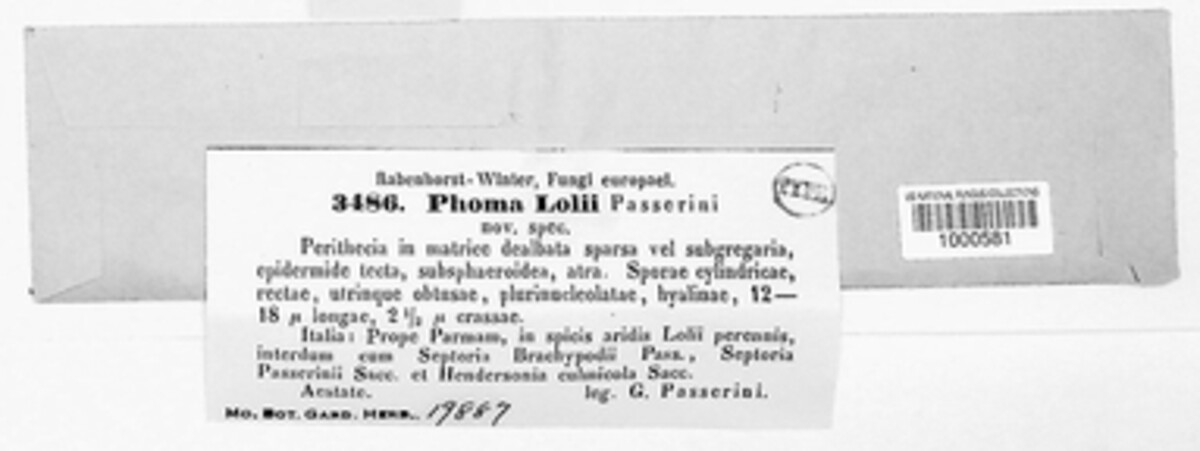 Phoma lolii image